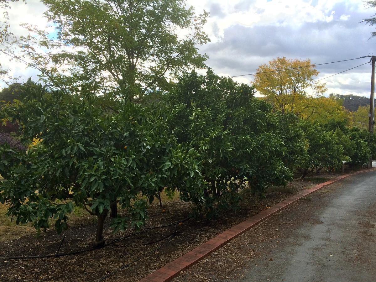 Vineyard Cottage Bnb Gumeracha Екстериор снимка